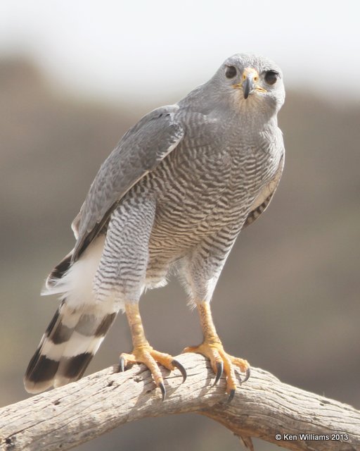 Gray Hawk, Arizona-Sonora Desert Museum, Tucson, AZ, 2-18-13, Ja_25326.jpg