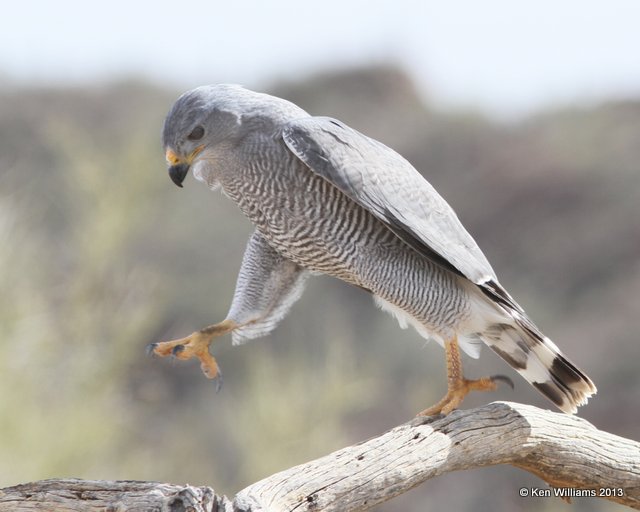 Gray Hawk, Arizona-Sonora Desert Museum, Tucson, AZ, 2-18-13, Ja_25350.jpg