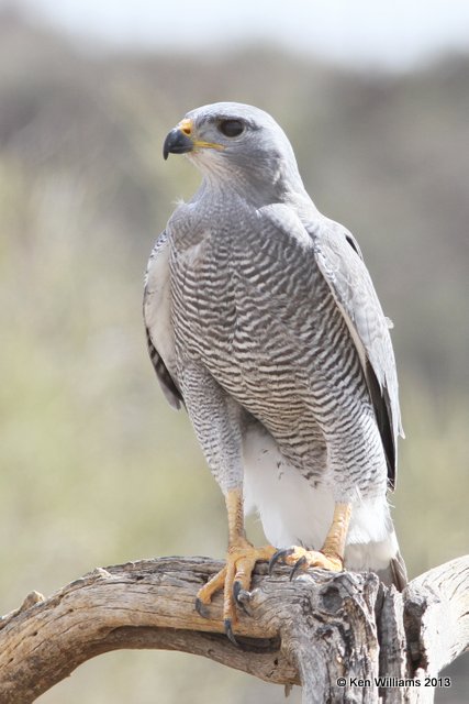 Gray Hawk, Arizona-Sonora Desert Museum, Tucson, AZ, 2-18-13, Ja_25354.jpg