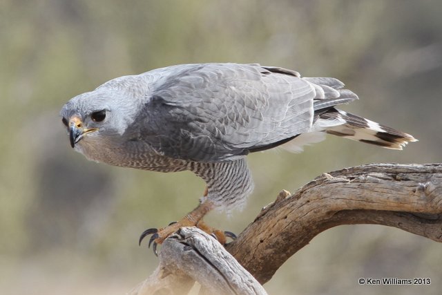 Gray Hawk, Arizona-Sonora Desert Museum, Tucson, AZ, 2-18-13, Ja_25362.jpg