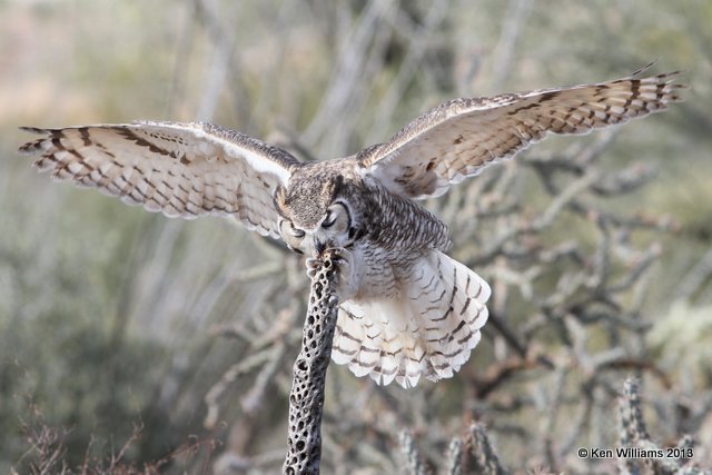 Great Horned Owl, Arizona-Sonora Desert Museum, Tucson, AZ, 2-18-13, Ja_24636.jpg