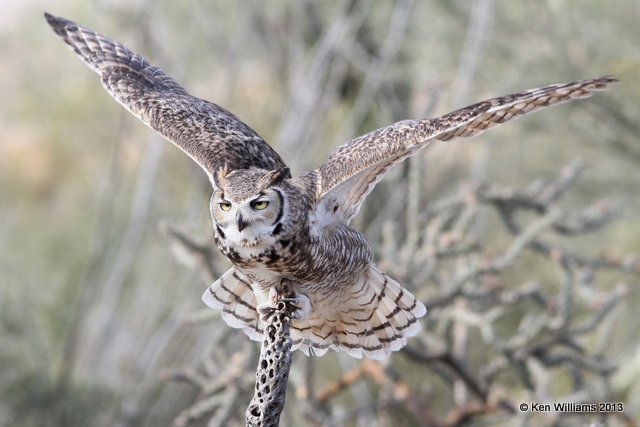 Great Horned Owl, Arizona-Sonora Desert Museum, Tucson, AZ, 2-18-13, Ja_24637.jpg