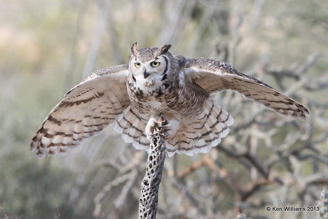 Great Horned Owl, Arizona-Sonora Desert Museum, Tucson, AZ, 2-18-13, Ja_24638.jpg