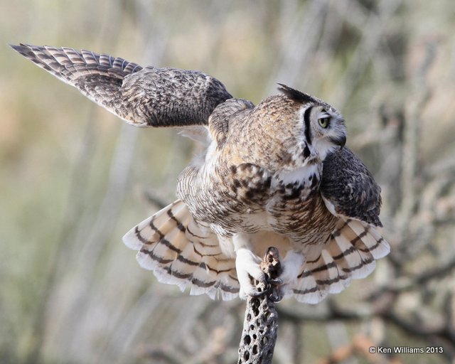 Great Horned Owl, Arizona-Sonora Desert Museum, Tucson, AZ, 2-18-13, Ja_24640.jpg