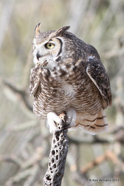 Great Horned Owl, Arizona-Sonora Desert Museum, Tucson, AZ, 2-18-13, Ja_24642.jpg