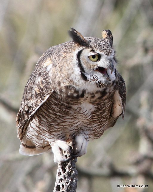 Great Horned Owl, Arizona-Sonora Desert Museum, Tucson, AZ, 2-18-13, Ja_24645.jpg
