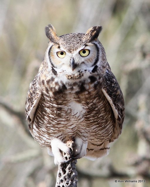 Great Horned Owl, Arizona-Sonora Desert Museum, Tucson, AZ, 2-18-13, Ja_24648.jpg