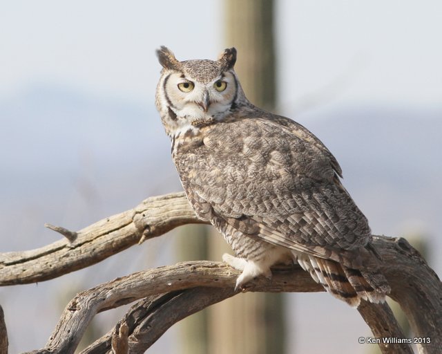 Great Horned Owl, Arizona-Sonora Desert Museum, Tucson, AZ, 2-18-13, Ja_24659.jpg