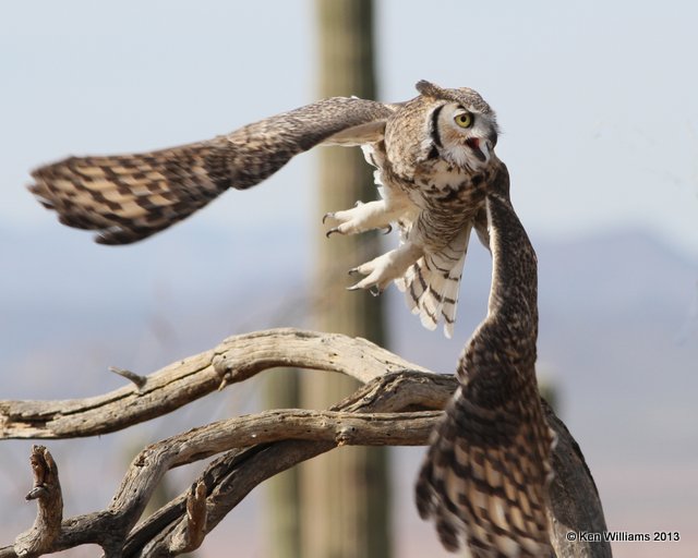 Great Horned Owl, Arizona-Sonora Desert Museum, Tucson, AZ, 2-18-13, Ja_24663.jpg