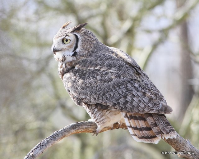 Great Horned Owl, Arizona-Sonora Desert Museum, Tucson, AZ, 2-18-13, Ja_24673.jpg