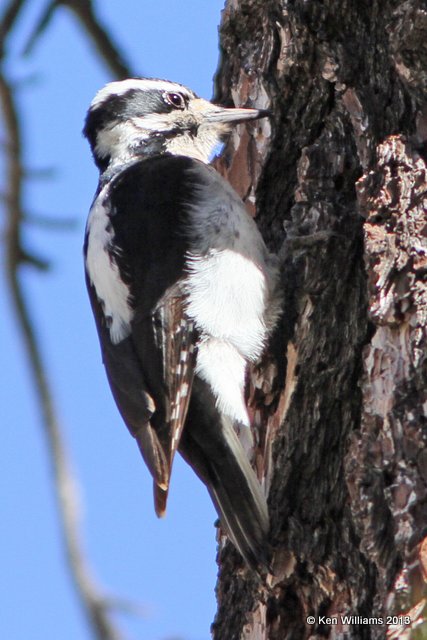 Hairy Woodpecker, Mt Lemmon, Tucson, AZ, 2-18-13, Ja_25860.jpg