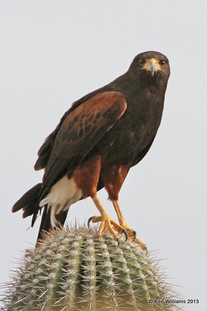 Harris's Hawk, Arizona-Sonora Desert Museum, Tucson, AZ, 2-18-13, Ja_25463.jpg
