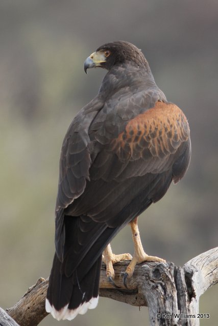 Harris's Hawk, Arizona-Sonora Desert Museum, Tucson, AZ, 2-18-13, Ja_25472.jpg