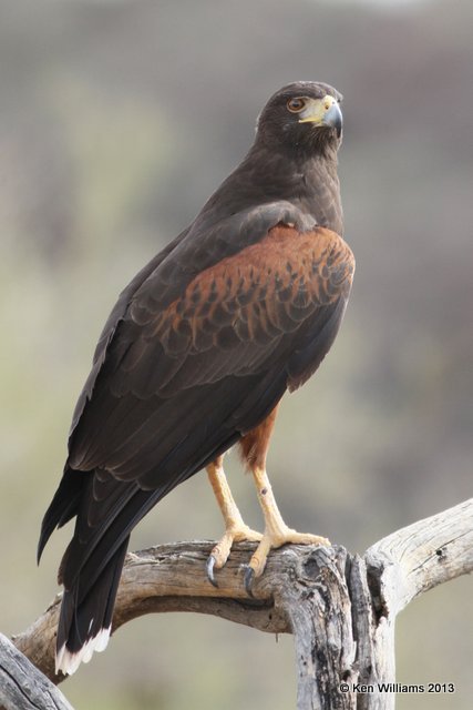 Harris's Hawk, Arizona-Sonora Desert Museum, Tucson, AZ, 2-18-13, Ja_25477.jpg