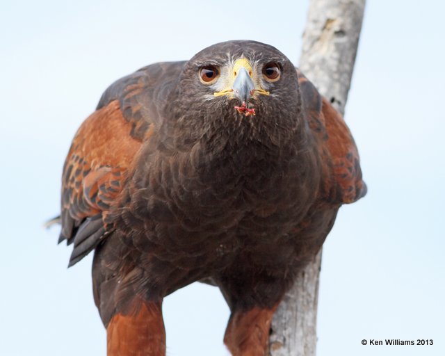 Harris's Hawk, Arizona-Sonora Desert Museum, Tucson, AZ, 2-18-13, Ja_25502.jpg