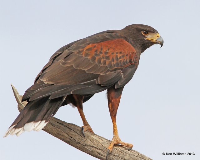 Harris's Hawk, Arizona-Sonora Desert Museum, Tucson, AZ, 2-18-13, Ja_25511.jpg