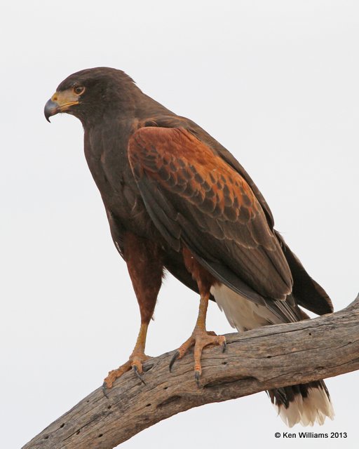 Harris's Hawk, Arizona-Sonora Desert Museum, Tucson, AZ, 2-18-13, Ja_25525.jpg