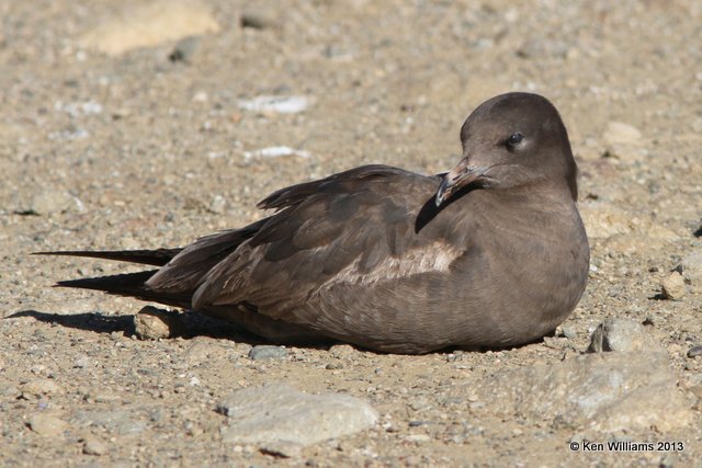 Heermann's Gull - 1st cycle, Morro Bay, CA, 2-24-13, Ja_28218.jpg