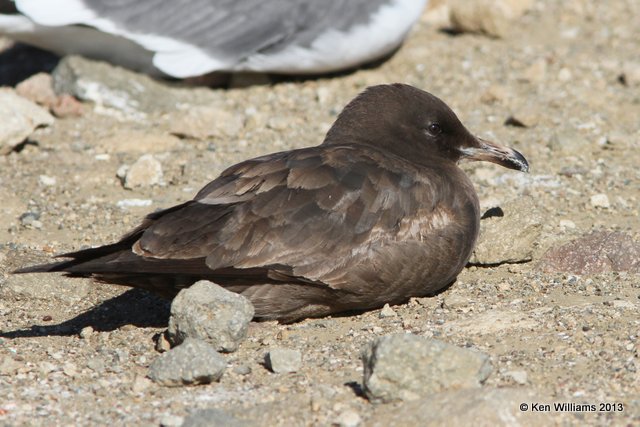 Heermann's Gull - 1st cycle, Morro Bay, CA, 2-24-13, Ja_28225.jpg