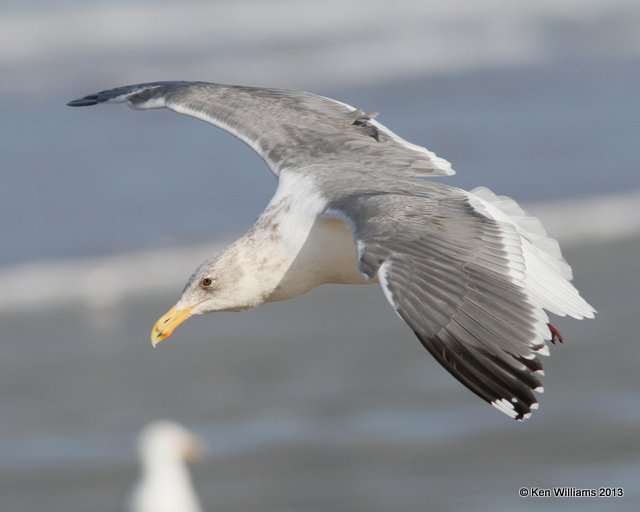 Western Gull - adult nonbreeding, Pismo Bay, CA, 2-23-13, Ja_27290.jpg