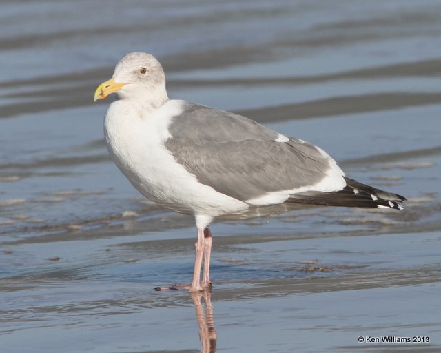 Western Gull - adult nonbreeding, Pismo Bay, CA, 2-23-13, Ja_27295.jpg