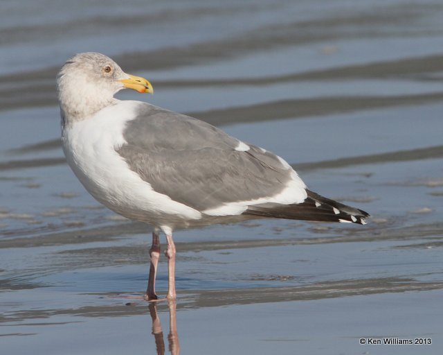 Western Gull - adult nonbreeding, Pismo Bay, CA, 2-23-13, Ja_27297.jpg