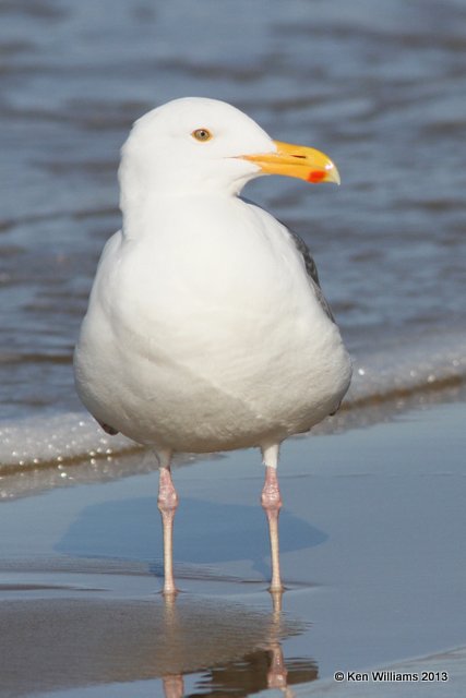 Western Gull - adult nonbreeding, Pismo Bay, CA, 2-23-13, Ja_27298.jpg