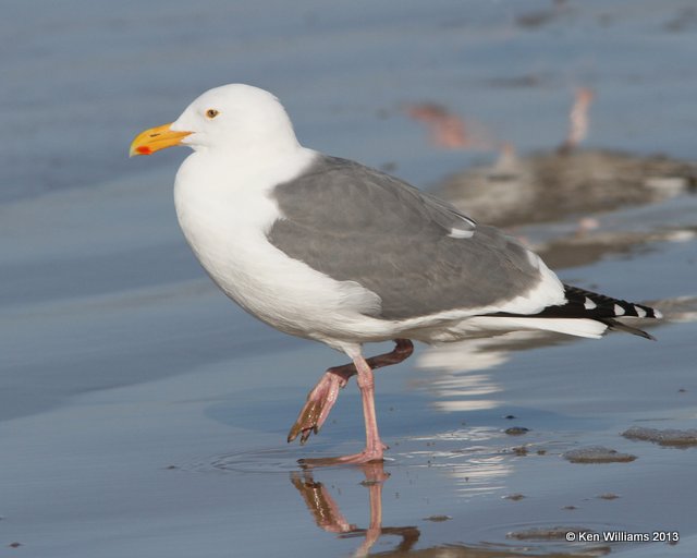Western Gull - adult nonbreeding, Pismo Bay, CA, 2-23-13, Ja_27300.jpg