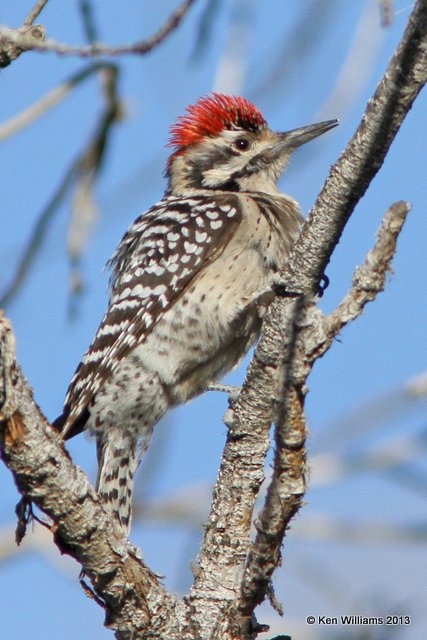 Ladder-backed Woodpecker male, Sweetwater Wetland, Tucson, AZ, 2-18-13, Ja_26203.jpg