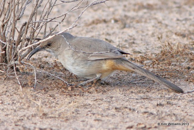 Le Conte's Thrasher feeding, west of Buckeye, AZ, 2-20-13, Ja_26466.jpg