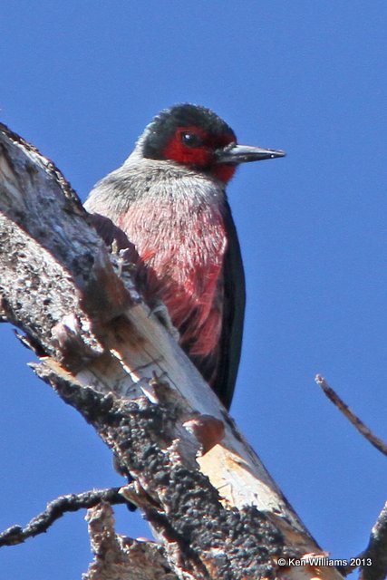 Lewis's Woodpecker, South Rim Grand Canyon, AZ, 2-26-13, Ja_28617.jpg