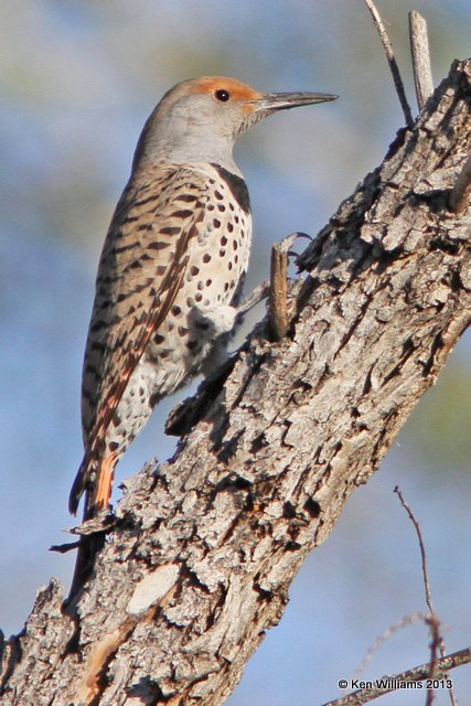 Northern Flicker female - Red Shafted, Sweetwater Wetland, Tucson, AZ, 2-18-13, Ja_26210.jpg