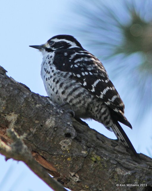 Nuttall's Woodpecker female, Pismo Bay SP, CA, 2-23-13, Ja_27669.jpg