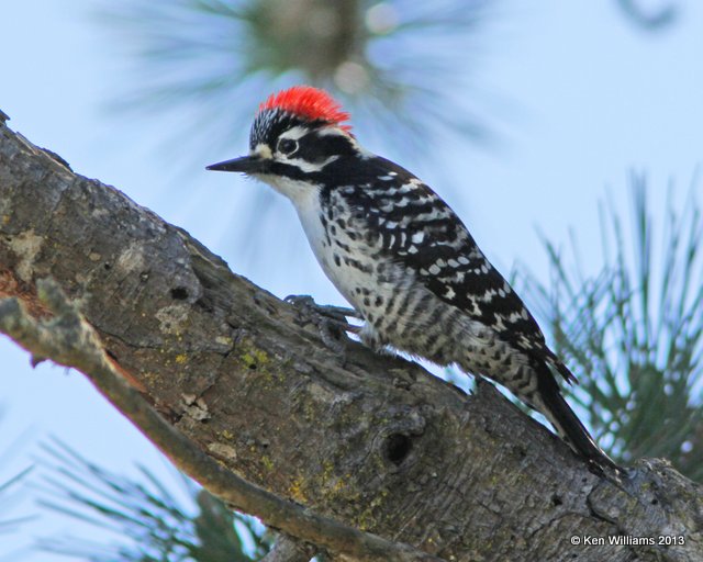 Nuttall's Woodpecker male, Pismo Bay SP, CA, 2-23-13, Ja_27624.jpg