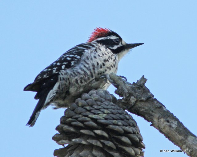 Nuttall's Woodpecker male, Pismo Bay SP, CA, 2-23-13, Ja_27676.jpg