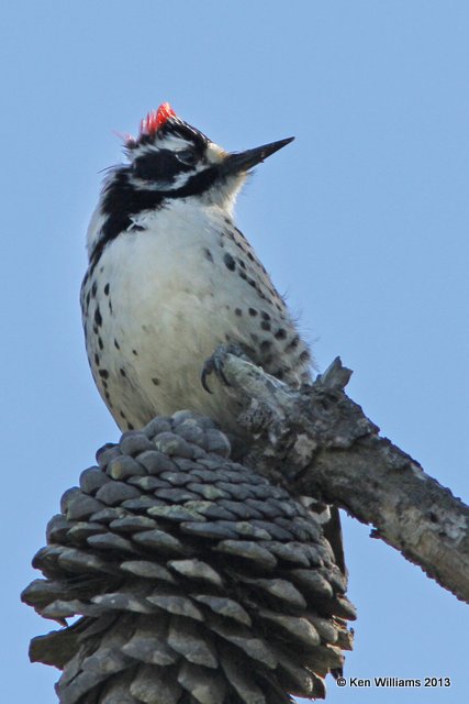 Nuttall's Woodpecker male, Pismo Bay SP, CA, 2-23-13, Ja_27685.jpg