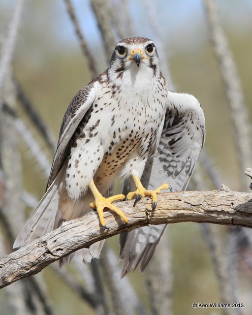 Prairie Falcon, Arizona-Sonora Desert Museum, Tucson, AZ, 2-18-13, Ja_24701.jpg