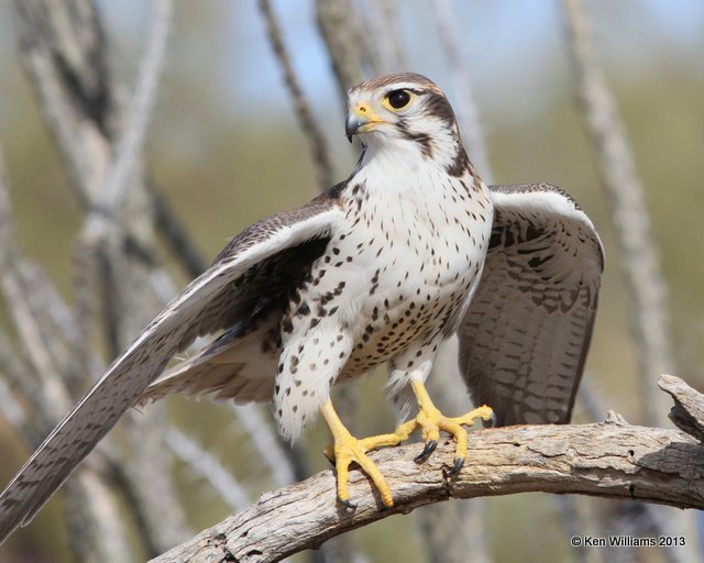 Prairie Falcon, Arizona-Sonora Desert Museum, Tucson, AZ, 2-18-13, Ja_24703.jpg