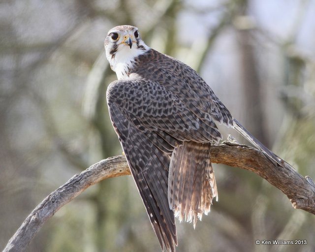 Prairie Falcon, Arizona-Sonora Desert Museum, Tucson, AZ, 2-18-13, Ja_24721.jpg