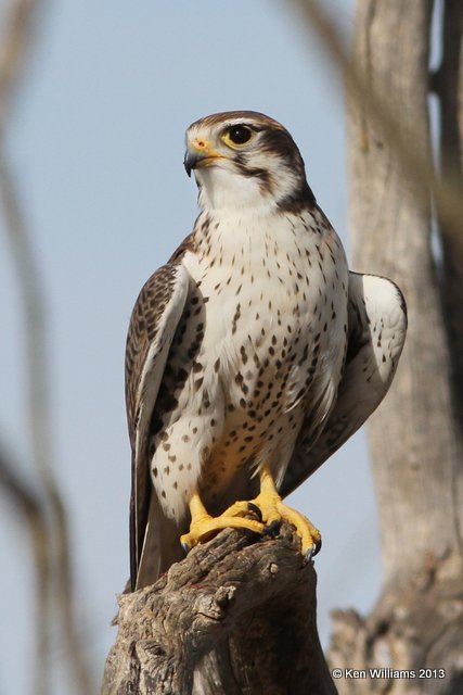 Prairie Falcon, Arizona-Sonora Desert Museum, Tucson, AZ, 2-18-13, Ja_24736.jpg