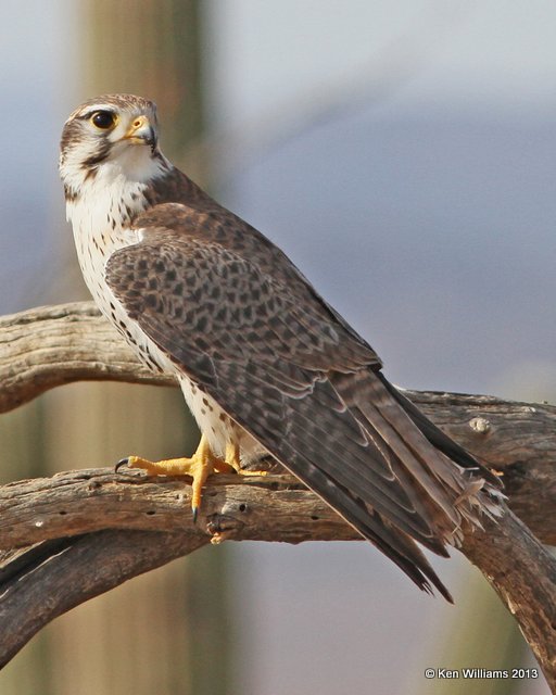 Prairie Falcon, Arizona-Sonora Desert Museum, Tucson, AZ, 2-18-13, Ja_24751.jpg