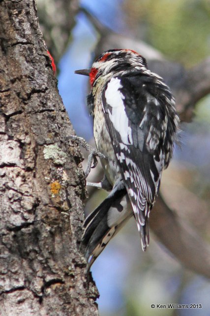 Red-naped Sapsucker, Madura Canyon, AZ, 2-15-13, Ja_24139.jpg