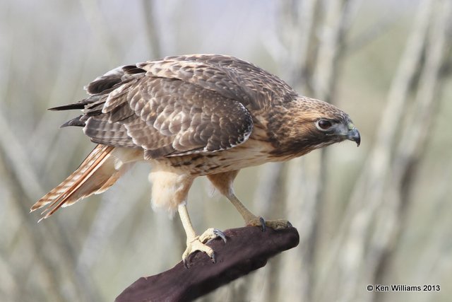 Red-tailed Hawk - Fuertes's juvenile, Arizona-Sonora Desert Museum, Tucson, AZ, 2-18-13, Ja_24878.jpg