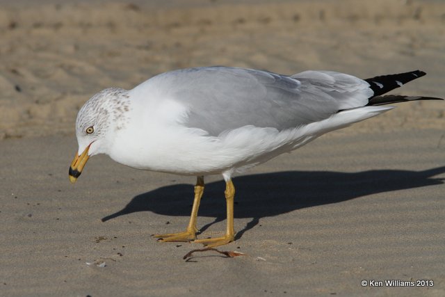 Ring-billed Gull - nonbreeding adult, Pismo Bay, CA, 2-23-13, Ja_27112.jpg
