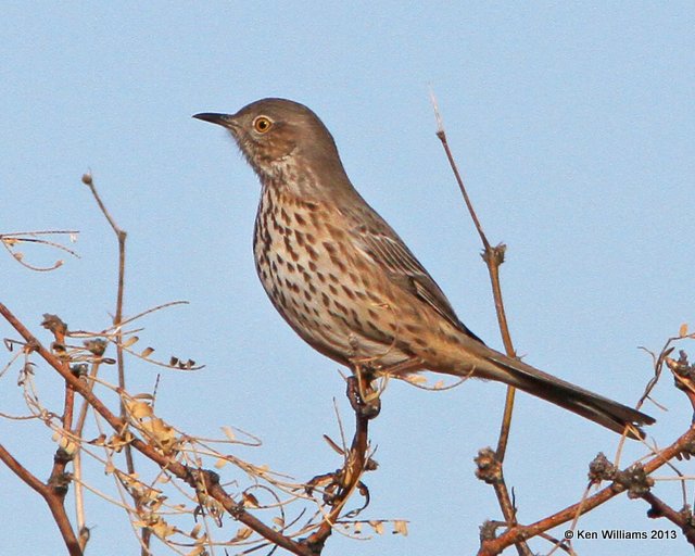 Sage Thrasher Florida Canyon, AZ, 2-17-13, Ja_24404.jpg