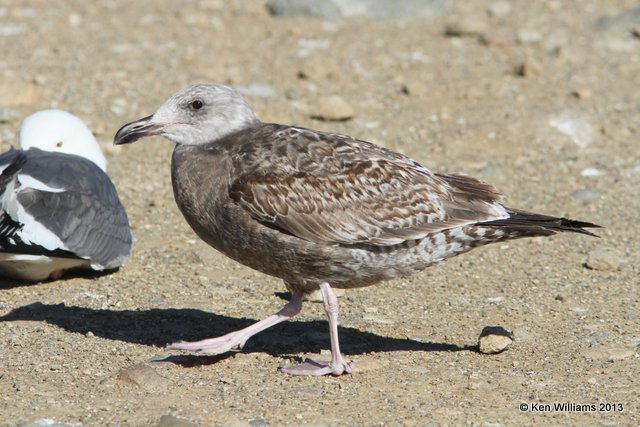 Western Gull - 1st cycle, Morro Bay, CA, 2-24-13, Ja_28240.jpg