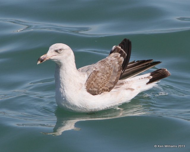 Western Gull - 2nd cycle, San Luis Port, CA, 2-23-13, Ja_27911.jpg