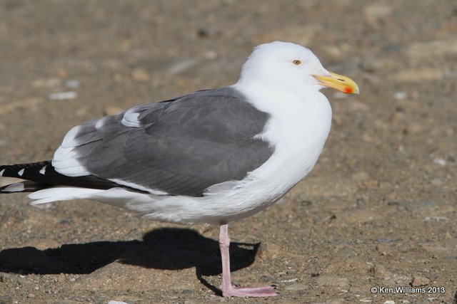 Western Gull - nonbreeding, Morro Bay, CA, 2-24-13, Ja_28219.jpg