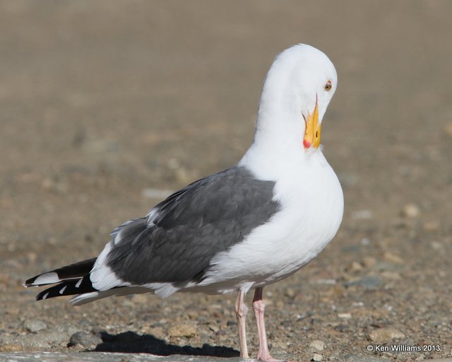 Western Gull - nonbreeding, Morro Bay, CA, 2-24-13, Ja_28234.jpg