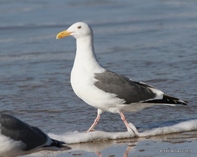 Western Gull - nonbreeding, Pismo Bay, CA, 2-23-13, Ja_27302.jpg